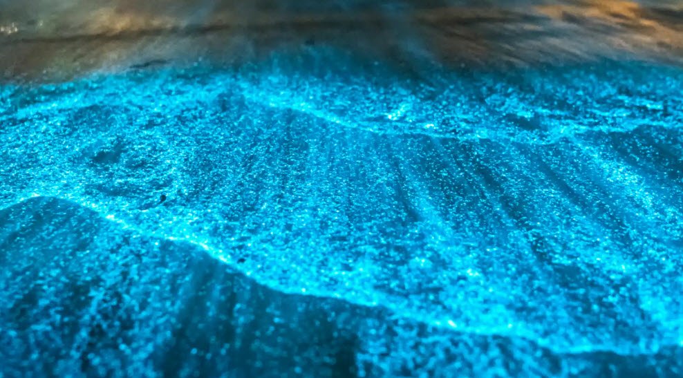 Puerto Mosquito, , Puerto Rico